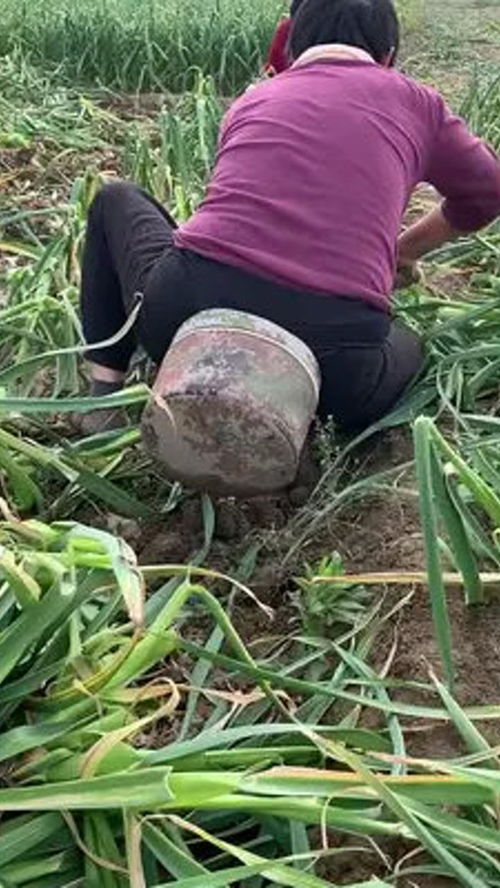 农业种植 劳动者是最美的人