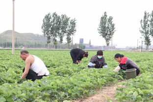 新农村致富能手——唐山党员引领农业培育新路径