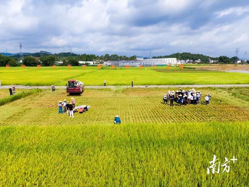 把就业机会留在农村 农业种植的潜力与路径