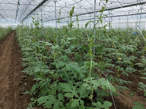 新丰龙头企业带动四镇四十余村农业种植发展