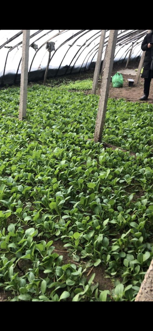 华滨生物百亿扩繁，引领农业种植进入强效补菌新时代