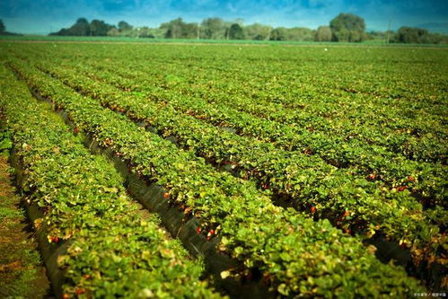 水溶肥效果好的原因是什么？解析农业种植中的高效施肥策略