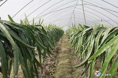 多样化种植 农业培育，致富路上不停歇