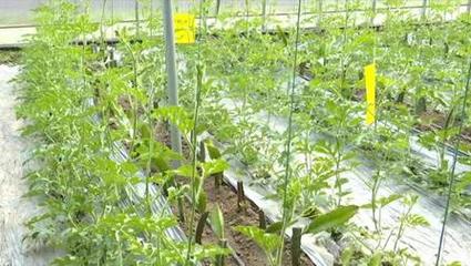 济宁高新区王因街道后岗村 生态农业综合体里趟出振兴路