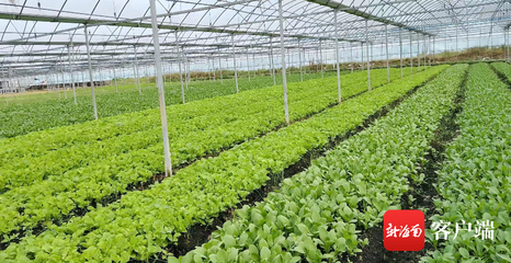 三亚蔬菜种植基地 科技农业培育新篇章