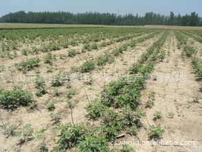 供应适合浙江种植的无花果苗 品种、价格、厂商与种植指导尽在农苗网