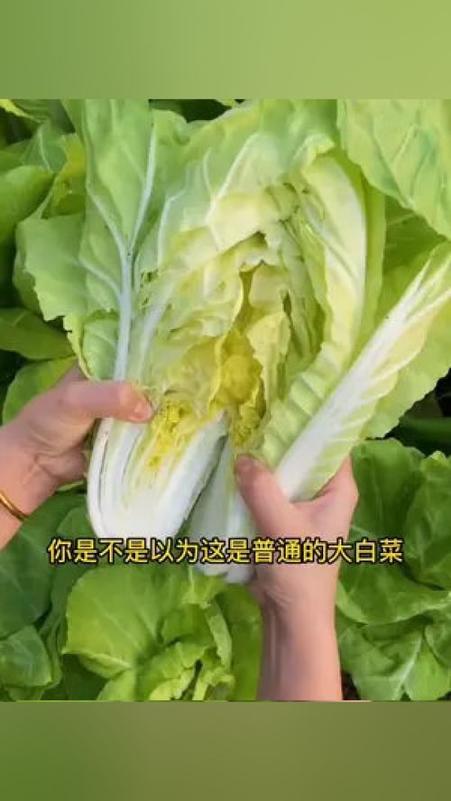 今春种快菜，轻松收获优质叶菜
