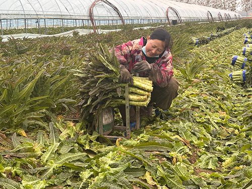 临沂郯城 红花镇莴苣丰收价遇“寒流”，订单农业巧解农民增收难题
