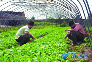 定鼎农业 聚焦农业行情与种养技术，助力农民致富与农企发展