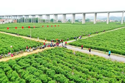 科技引领，智慧农业培育新篇章——△市农业农村局推进现代农业发展纪实