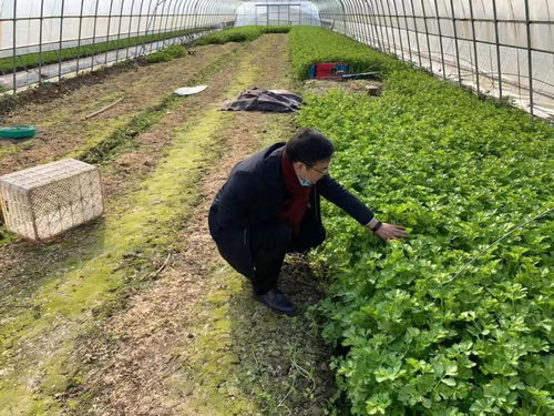 实地走访察实情 保障供给稳民生——区农业农村委深入一线调研疫情期间蔬菜生产加工