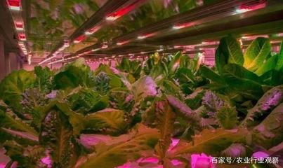 植物工厂 盈利困局中的消费趋势与未来价值