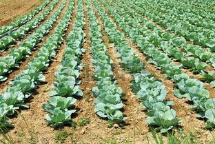 探索农业之美 cabbage heads正版图像与123rf中国高质量免版税图像库