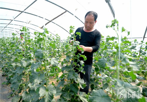 河北南和 特色种植铺就致富路，精准培育赋能新农业