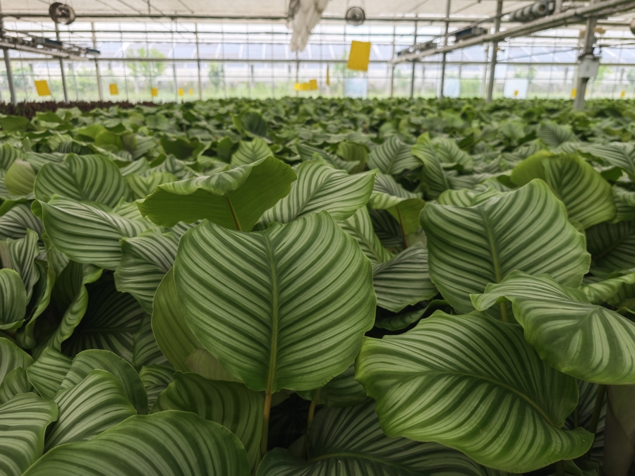 光伏赋能新农业 探秘全年无休的“植物工厂”