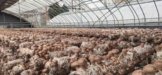 卢氏农产品企业文化调研 以“万人助万企”为抓手，助推农业品牌培育新篇章