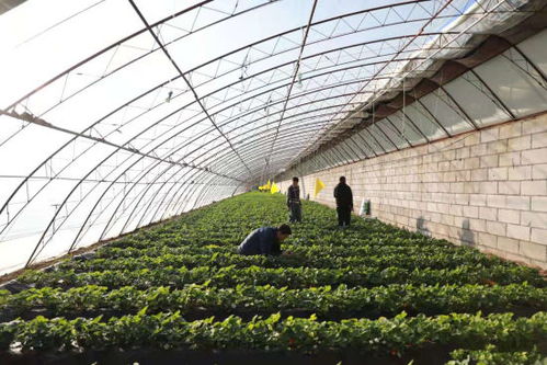养蚯蚓种草莓 玉泉区绿色可循环农业助农增收百万