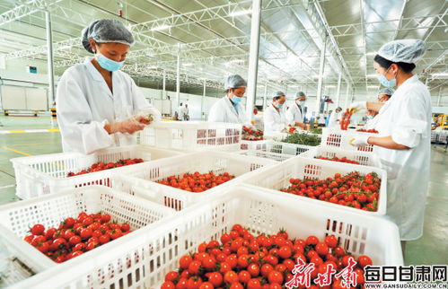 张掖戈壁农业 昔日不毛地，今朝增收田