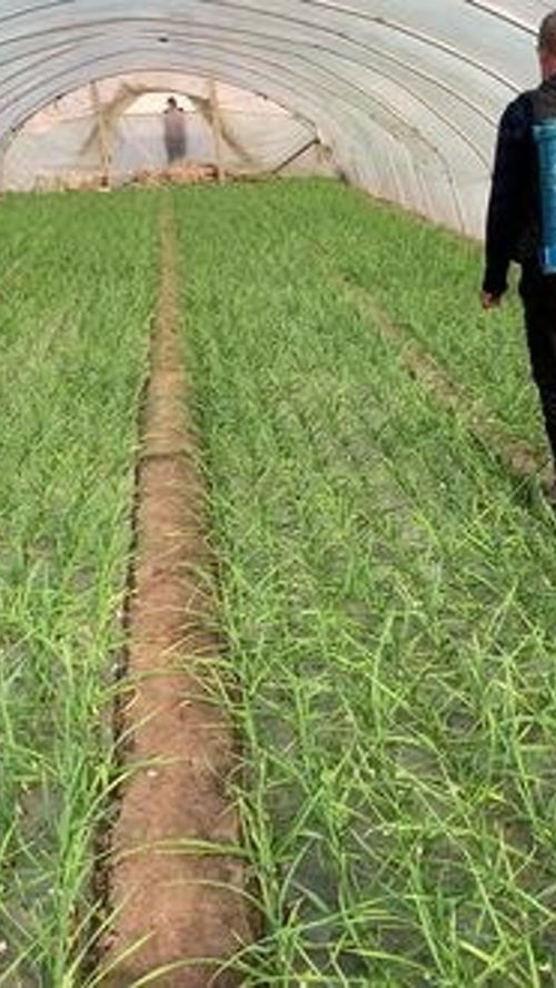 碱性农药与农业种植技术 种地人如何科学选择与应用