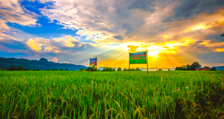 产业驱动激发乡村振兴新活力 四川宣汉农业种植的转型升级之路