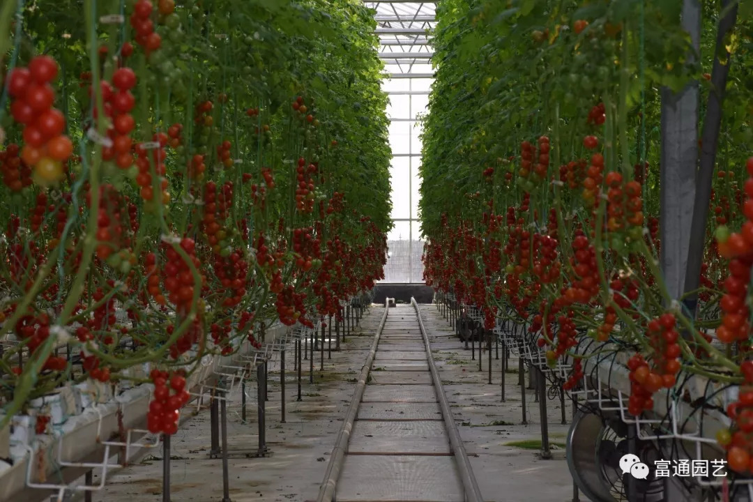 科技引领未来 工业化蔬菜种植如何领跑现代农业新赛道