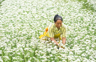 河北武邑 有机韭菜花助增收 农业种植焕新机
