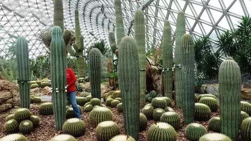 现代农业种植模式与栽培方式 我为何看好哪一种