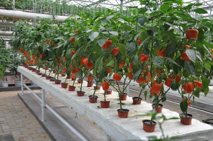 盆栽蔬菜种植技术培训 都市农业的新篇章