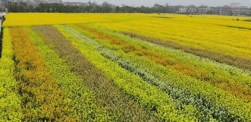 彩色油菜花 农业创新还是无谓之举？