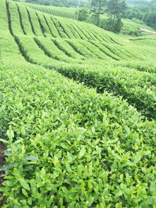 无锡名产佳作 国家地理标志的双子星——水蜜桃与惠山泥人