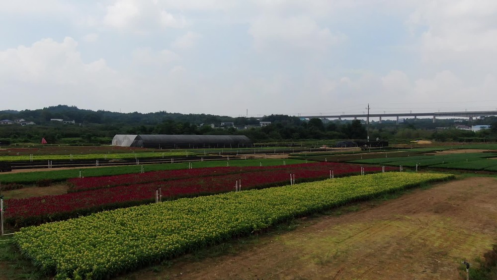 乡村田园农业种植的现代发展与价值