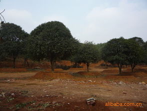 20公分精品移栽桂花市场指南 价格、厂商与种植服务