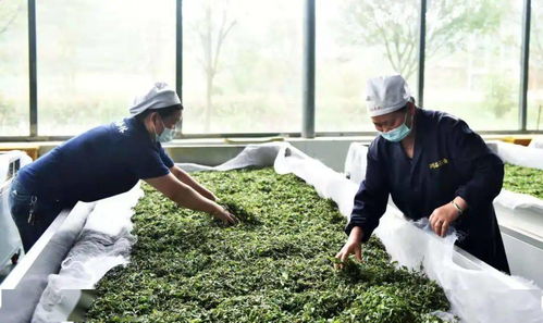 六盘水绿茶 喝着喝着，春天就来了