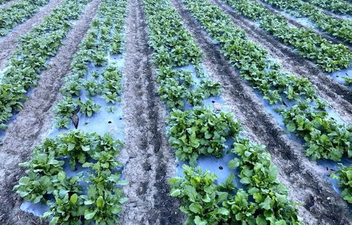 金川县沙耳乡克尔玛村侧记 特色设施农业种出乡村振兴富裕路