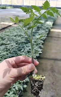 开启中国农业种植新时代 无土栽培与数控农业技术培训会